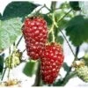 Boysenbær Rubus 'Boysenberry' Potte 2,0 Liter,- 3 Bambus Stokke