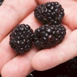 Boysenbær Rubus 'Boysenberry' Potte 2,0 Liter,- 3 Bambus Stokke -Sirius Butik p22708 47495 rubus boysenberry b419