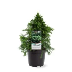Japansk Kryptomeria 'Monstrosa Nana' Cryptomeria Japonica 'Monstrosa Nana' Potte 3,0 Liter,- 25-30 Cm. -Sirius Butik p23025 38796 image 744b