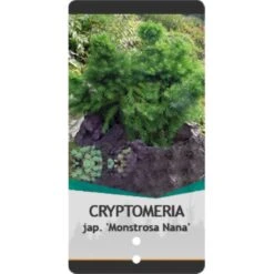 Japansk Kryptomeria 'Monstrosa Nana' Cryptomeria Japonica 'Monstrosa Nana' Potte 3,0 Liter,- 25-30 Cm. -Sirius Butik p23025 38797 image 16ae