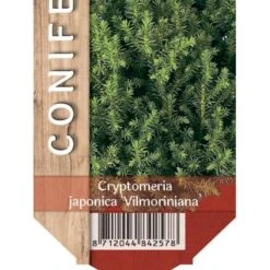 Japansk Kryptomeria 'Vilmoriniana' Cryptomeria Japonica 'Vilmoriniana' Potte 2,0 Liter,- 15-20 Cm.
