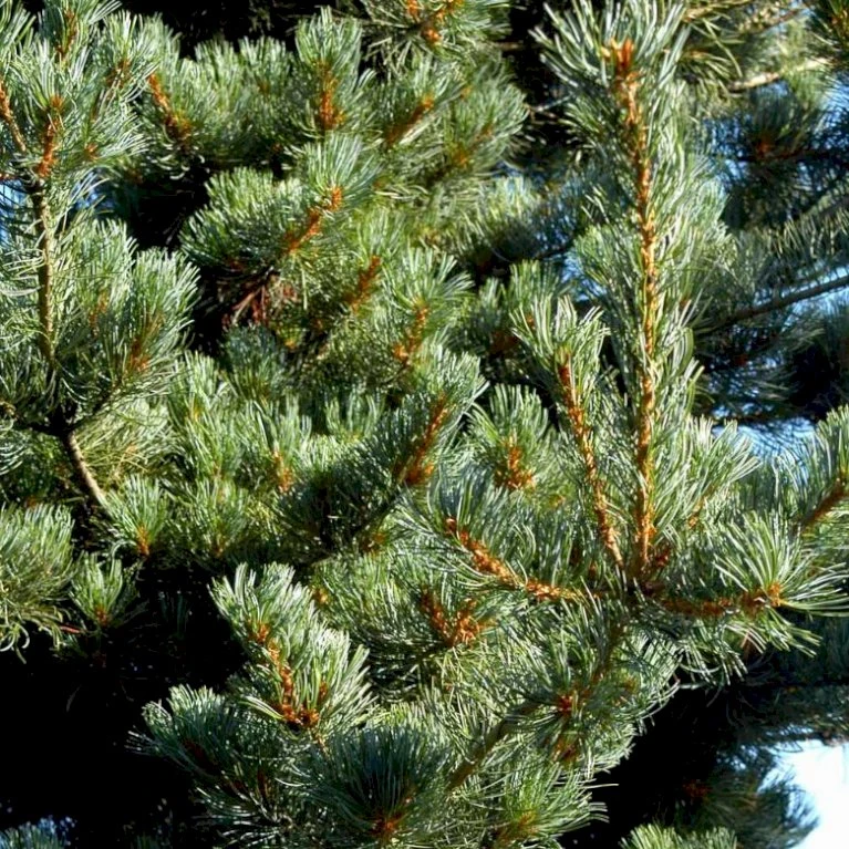 Penselfyr 'Tempelhof' Pinus Parviflora 'Tempelhof' Potte 2,5 Liter, - 25-30 Cm. 1 Penselfyr 'Tempelhof' Pinus Parviflora 'Tempelhof' Potte 2,5 Liter, - 25-30 Cm.