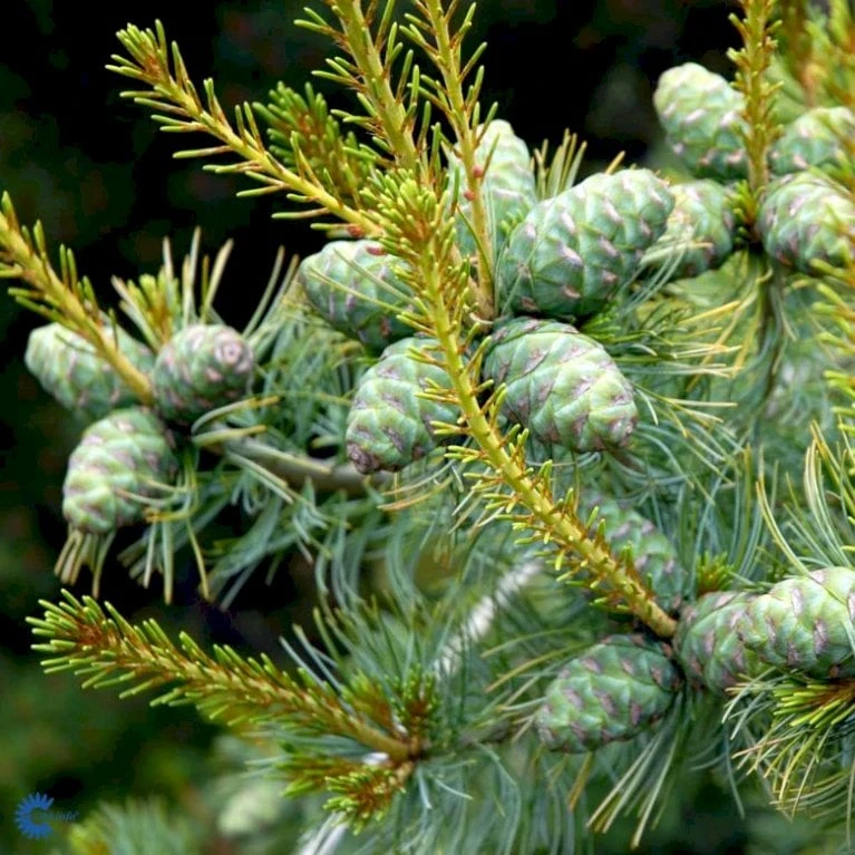 Penselfyr 'Tempelhof' Pinus Parviflora 'Tempelhof' Potte 2,5 Liter, - 25-30 Cm. 3 Penselfyr 'Tempelhof' Pinus Parviflora 'Tempelhof' Potte 2,5 Liter, - 25-30 Cm. - Billede 3
