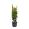 Almindelig Taks 'David' Taxus Baccata 'David' Potte 3,0 Liter,- 40-60 Cm.