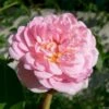 'Jasmina'® Rosa X 'Jasmina'® (Slyngroser) A-Kvalitet,- Barrods Roser Min. 3 Grene