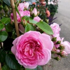 'Jasmina'® Rosa X 'Jasmina'® (Slyngroser) A-Kvalitet,- Barrods Roser Min. 3 Grene -Sirius Butik p23345 53589 rosa x jasmina slyngroser 5e28