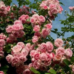 'Jasmina'® Rosa X 'Jasmina'® (Slyngroser) A-Kvalitet,- Barrods Roser Min. 3 Grene -Sirius Butik p23345 53590 rosa x jasmina slyngroser d505