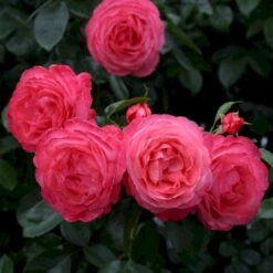 'Rosanna'® Rosa X 'Rosanna'® (Klatrerose) A-Kvalitet,- Barrods Roser Min. 3 Grene -Sirius Butik p23348 53633 rosa x rosanna klatrerose c2c8