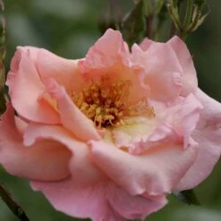 'Summer Wine'® Rosa X 'Summer Wine'® (Slyngrose) A-Kvalitet,- Barrods Roser Min. 3 Grene -Sirius Butik p23349 53662 rosa x summer wine slyngrose bb5c