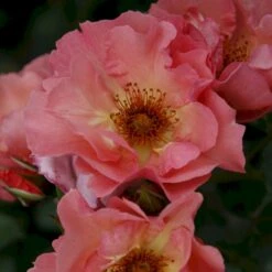 'Summer Wine'® Rosa X 'Summer Wine'® (Slyngrose) A-Kvalitet,- Barrods Roser Min. 3 Grene -Sirius Butik p23349 53663 rosa x summer wine slyngrose a1c1