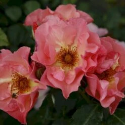 'Summer Wine'® Rosa X 'Summer Wine'® (Slyngrose) A-Kvalitet,- Barrods Roser Min. 3 Grene -Sirius Butik p23349 53664 rosa x summer wine slyngrose b8e3