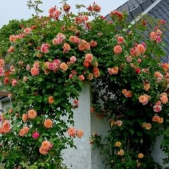 'Kordes Aloha'® Rosa X 'Kordes Aloha'® (Slyngrose) A-Kvalitet,- Barrods Roser Min. 3 Grene -Sirius Butik p23382 53538 rosa x kordes aloha slyngrose 7837