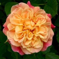 'Kordes Aloha'® Rosa X 'Kordes Aloha'® (Slyngrose) A-Kvalitet,- Barrods Roser Min. 3 Grene -Sirius Butik p23382 53539 rosa x kordes aloha slyngrose 4bc3