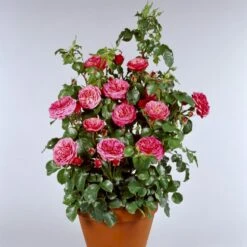 'Bernstorff'™ Rosa X 'Bernstorff'™ (Buketrose) A-Kvalitet,- Barrods Roser Min. 3 Grene -Sirius Butik p23418 51765 rosa x bernstorff buketrose c27c