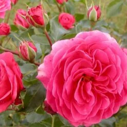 'Bernstorff'™ Rosa X 'Bernstorff'™ (Buketrose) A-Kvalitet,- Barrods Roser Min. 3 Grene -Sirius Butik p23418 51766 rosa x bernstorff buketrose f556