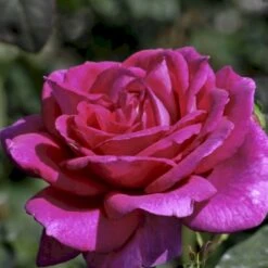 'Big Purple' Rosa X 'Big Purple' (Storblomstrende) A-Kvalitet,- Barrods Roser Min. 3 Grene