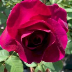 'Big Purple' Rosa X 'Big Purple' (Storblomstrende) A-Kvalitet,- Barrods Roser Min. 3 Grene -Sirius Butik p23423 51216 rosa x big purple storblomstrende d68e