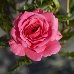 'Boogie-Woogie'™ Rosa X 'Boogie-Woogie'™ (Slyngrose) A-Kvalitet,- Barrods Roser Min. 3 Grene 9 'Boogie-Woogie'™ Rosa X 'Boogie-Woogie'™ (Slyngrose) A-Kvalitet,- Barrods Roser Min. 3 Grene -Sirius Butik p23437 52211 rosa x boogie woogie slyngrose 6096