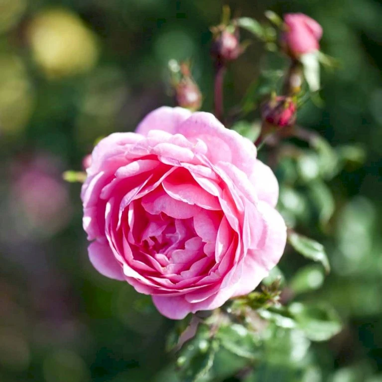 'Boogie-Woogie'™ Rosa X 'Boogie-Woogie'™ (Slyngrose) A-Kvalitet,- Barrods Roser Min. 3 Grene 5 'Boogie-Woogie'™ Rosa X 'Boogie-Woogie'™ (Slyngrose) A-Kvalitet,- Barrods Roser Min. 3 Grene - Billede 5