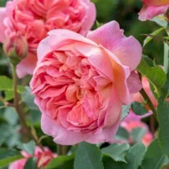 'Boscobel' Rosa X 'Boscobel' (Engelsk Rose) A-Kvalitet,- Barrods Roser Min. 3 Grene -Sirius Butik p23445 52946 rosa x boscobel engelsk rose 8148