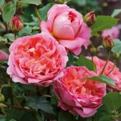 'Boscobel' Rosa X 'Boscobel' (Engelsk Rose) A-Kvalitet,- Barrods Roser Min. 3 Grene -Sirius Butik p23445 52947 rosa x boscobel engelsk rose bafa