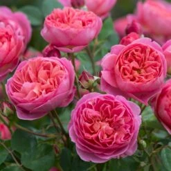 'Boscobel' Rosa X 'Boscobel' (Engelsk Rose) A-Kvalitet,- Barrods Roser Min. 3 Grene -Sirius Butik p23445 52950 rosa x boscobel engelsk rose 44a2