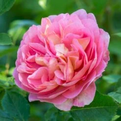 'Boscobel' Rosa X 'Boscobel' (Engelsk Rose) A-Kvalitet,- Barrods Roser Min. 3 Grene -Sirius Butik p23445 52952 rosa x boscobel engelsk rose 4502
