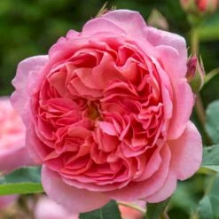 'Boscobel' Rosa X 'Boscobel' (Engelsk Rose) A-Kvalitet,- Barrods Roser Min. 3 Grene -Sirius Butik p23445 52953 rosa x boscobel engelsk rose 6cb4
