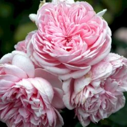 'Cinderella'® Rosa X 'Cinderella'® (Buketrose) A-Kvalitet,- Barrods Roser Min. 3 Grene -Sirius Butik p23516 52337 rosa cinderella buketrose 3e5e