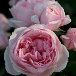 'Cinderella'® Rosa X 'Cinderella'® (Buketrose) A-Kvalitet,- Barrods Roser Min. 3 Grene -Sirius Butik p23516 53557 rosa cinderella buketrose 59fd