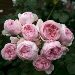 'Cinderella'® Rosa X 'Cinderella'® (Buketrose) A-Kvalitet,- Barrods Roser Min. 3 Grene -Sirius Butik p23516 53558 rosa cinderella buketrose 85c6