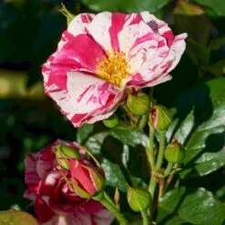 'Concert'™ (Syn. 'Calypso'™) Rosa X 'Concert'™ (Slyngrose) A-Kvalitet,- Barrods Roser Min. 3 Grene