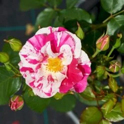 'Concert'™ (Syn. 'Calypso'™) Rosa X 'Concert'™ (Slyngrose) A-Kvalitet,- Barrods Roser Min. 3 Grene -Sirius Butik p23536 52214 rosa x concert slyngrose 5149
