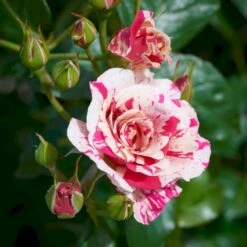 'Concert'™ (Syn. 'Calypso'™) Rosa X 'Concert'™ (Slyngrose) A-Kvalitet,- Barrods Roser Min. 3 Grene -Sirius Butik p23536 52215 rosa x concert slyngrose 858c