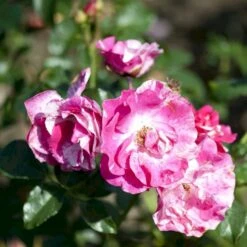'Concert'™ (Syn. 'Calypso'™) Rosa X 'Concert'™ (Slyngrose) A-Kvalitet,- Barrods Roser Min. 3 Grene -Sirius Butik p23536 52216 rosa x concert slyngrose 9b2d