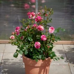 'Concert'™ (Syn. 'Calypso'™) Rosa X 'Concert'™ (Slyngrose) A-Kvalitet,- Barrods Roser Min. 3 Grene -Sirius Butik p23536 52217 rosa x concert slyngrose e17a