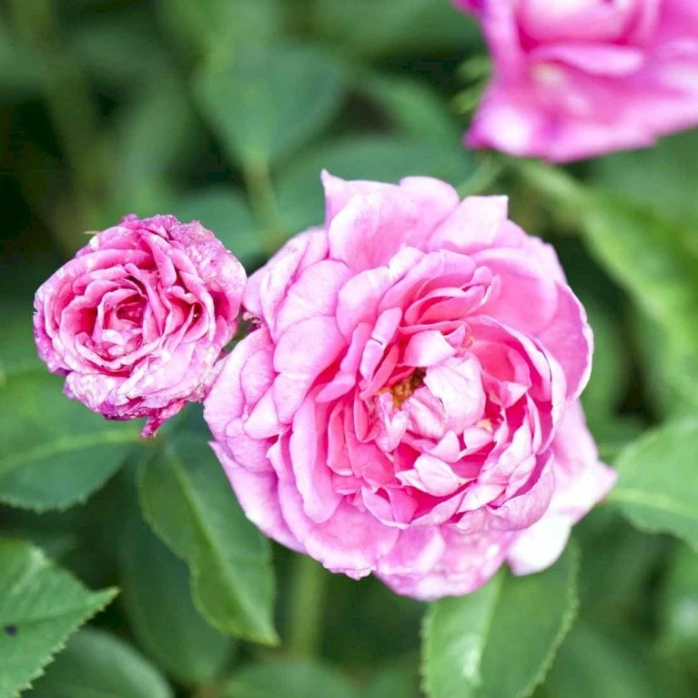 'Magna Charta' Rosa Remontant 'Magna Charta' (Remontantrose) A-Kvalitet,- Barrods Roser Min. 3 Grene 1 'Magna Charta' Rosa Remontant 'Magna Charta' (Remontantrose) A-Kvalitet,- Barrods Roser Min. 3 Grene