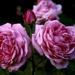 'Magna Charta' Rosa Remontant 'Magna Charta' (Remontantrose) A-Kvalitet,- Barrods Roser Min. 3 Grene 7 'Magna Charta' Rosa Remontant 'Magna Charta' (Remontantrose) A-Kvalitet,- Barrods Roser Min. 3 Grene -Sirius Butik p2358 52454 rosa remontant magna charta remontantrose 84bb