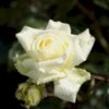 'Elfe'® Rosa X 'Elfe'® (Slyngrose) A-Kvalitet,- Barrods Roser Min. 3 Grene