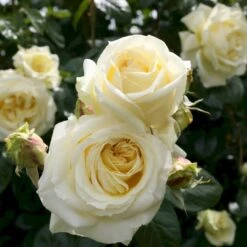 'Elfe'® Rosa X 'Elfe'® (Slyngrose) A-Kvalitet,- Barrods Roser Min. 3 Grene -Sirius Butik p23595 54020 rosa x elfe slyngrose 5f5e