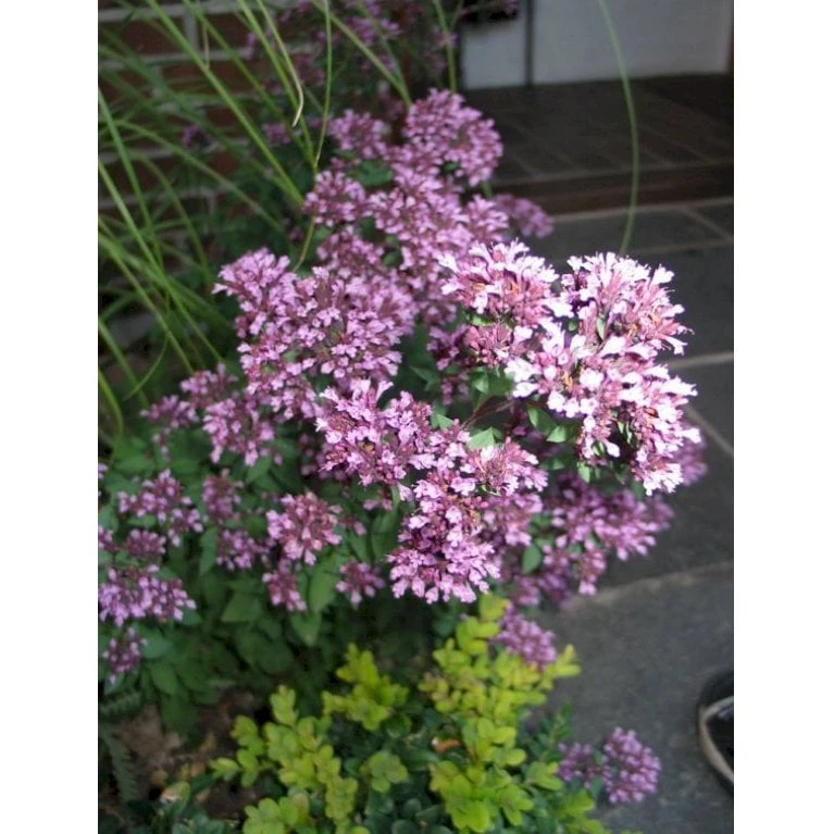 Pryd Merian Oreganum Laevigata 'Herrenhausen' 1 Liter Potte 1 Pryd Merian Oreganum Laevigata 'Herrenhausen' 1 Liter Potte