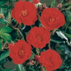 'Intense Cover'® Rosa X 'Intense Cover'® (Bunddækkerose) A-Kvalitet,- Barrods Roser Min. 3 Grene -Sirius Butik p2361 51968 rosa x intense cover bunddaekkerose ed3c