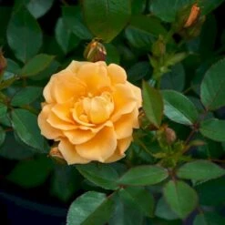 'Flaming Cover'® Rosa X 'Flaming Cover'® (Bunddækkerose) A-Kvalitet,- Barrods Roser Min. 3 Grene -Sirius Butik p23637 51958 rosa x flaming cover bunddaekkerose be5c