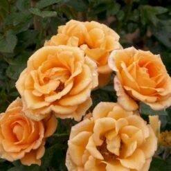 'Flaming Cover'® Rosa X 'Flaming Cover'® (Bunddækkerose) A-Kvalitet,- Barrods Roser Min. 3 Grene -Sirius Butik p23637 51960 rosa x flaming cover bunddaekkerose 9d51