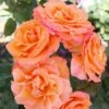 'Gavnø'™ Rosa X 'Gavnø'™ (Storblomstrende) A-Kvalitet,- Barrods Roser Min. 3 Grene