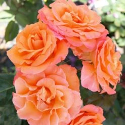 'Gavnø'™ Rosa X 'Gavnø'™ (Storblomstrende) A-Kvalitet,- Barrods Roser Min. 3 Grene