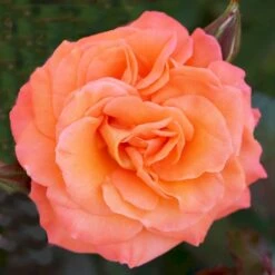 'Gavnø'™ Rosa X 'Gavnø'™ (Storblomstrende) A-Kvalitet,- Barrods Roser Min. 3 Grene -Sirius Butik p23692 51504 rosa gavnoe storblomstrende cccb