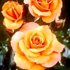 'Gavnø'™ Rosa X 'Gavnø'™ (Storblomstrende) A-Kvalitet,- Barrods Roser Min. 3 Grene -Sirius Butik p23692 51505 rosa gavnoe storblomstrende 871e