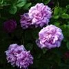 'Geschwinds Nordlandsrose' Rosa X 'Geschwinds Nordlandsrose' (Buskrose) A-Kvalitet,- Barrods Roser Min. 3 Grene