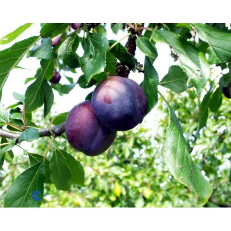 Blomme 'Kirkes' Prunus Domestica 'Kirkes' 4-8 Grene, 130-170 Cm. 10 Liter Potte. (S.J.A.) 1 Blomme 'Kirkes' Prunus Domestica 'Kirkes' 4-8 Grene, 130-170 Cm. 10 Liter Potte. (S.J.A.)